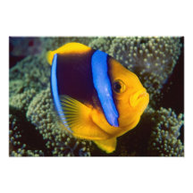 Australia, Great Barrier Reef, Anemonefish Art Photo