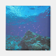 Australia, Great Barrier Reef. Swarming Purple Magnets