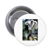 Australia Koala Bear Pins