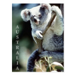 Australia Koala Bear Postcards