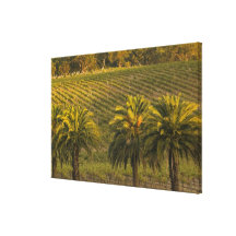Australia, South Australia, Barossa Valley, Stretched Canvas Print