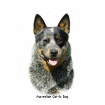Australian Cattle Dog 9F061D-03 Photo Cut Out