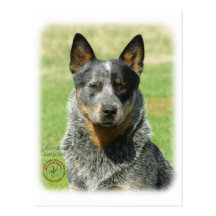Australian Cattle Dog 9F061D-04_2 Post Card