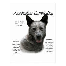 Australian Cattle Dog (blue) History Design Postcard