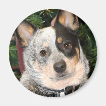 Australian Cattle Dog Photo Refrigerator Magnets