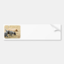 Australian Cattle Dog puppies 8T57D-18 Bumper Stickers