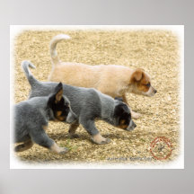 Australian Cattle Dog puppies 8T57D-18 Poster