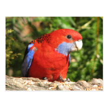 Australian Crimson Rosella Post Card