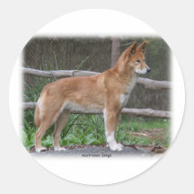 Australian Dingo 9Y209D-268 Round Stickers