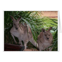 Australian Eastern Grey Kangaroo Card