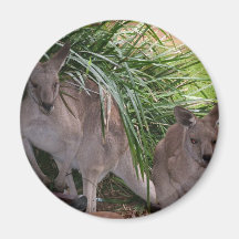 Australian Eastern Grey Kangaroo Fridge Magnets