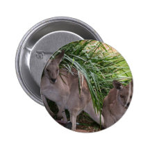 Australian Eastern Grey Kangaroo Pinback Buttons