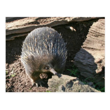 Australian Echidna Postcard