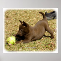 Australian Kelpie 9P022D-010 Poster
