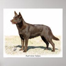 Australian Kelpie 9P21D-247 Print
