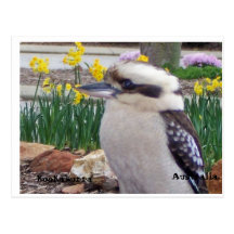 Australian Kookaburra Postcard