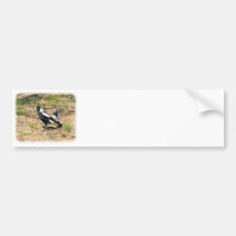 Australian Magpie being mobbed by Willie Wagtail 9 Bumper Stickers