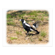 Australian Magpie being mobbed by Willie Wagtail 9 Postcards
