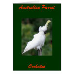 Australian Parrot, Cockatoo Greeting Cards