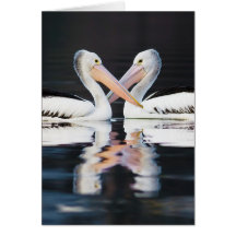 Australian Pelicans Pelecanus Conspicillatus Card