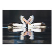 Australian Pelicans Pelecanus Conspicillatus Invitation
