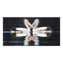 Australian Pelicans Pelecanus Conspicillatus Photo Card Template