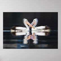 Australian Pelicans Pelecanus Conspicillatus Print
