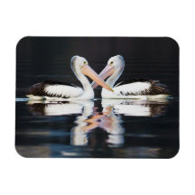 Australian Pelicans Pelecanus Conspicillatus Rectangular Magnets