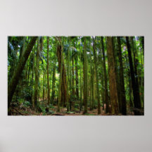 Australian Rainforest Print