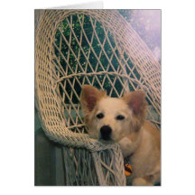 Australian Red Border Collie Card