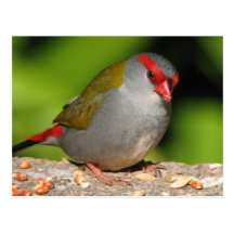Australian Red-Browed Firetail Finch Postcards