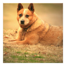 Australian Red Cattle Dog Invitation