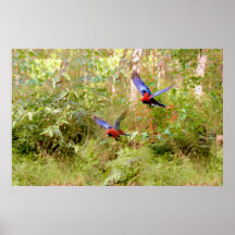 Australian Rosellas Print