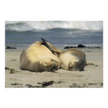 Australian Sea Lions, Neophoca cinerea), Photographic Print
