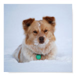 Australian Shepard in Snow Portrait Print