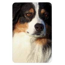 Australian Shepherd Magnet