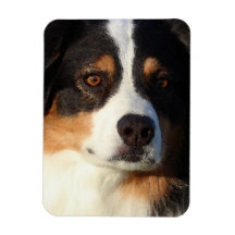 Australian Shepherd Rectangular Magnets