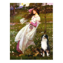 Australian Shepherd (Tri) - Windflowers Postcard