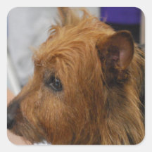 Australian Terrier Stickers