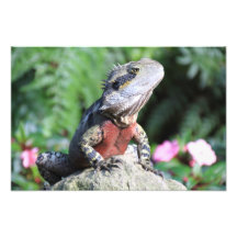 Australian Water Dragon Photo Print