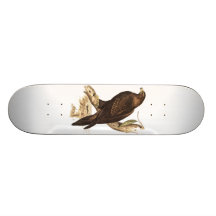 Australian Wedge Tailed Eagle. Huge Bird of Prey. Skateboards