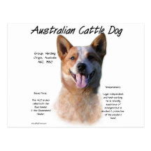 AustralianCattle Dog (redspec) History Design Postcard