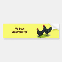 Australorp Black Chickens Bumper Sticker