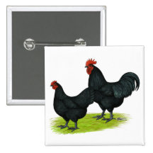 Australorp Black Chickens Button