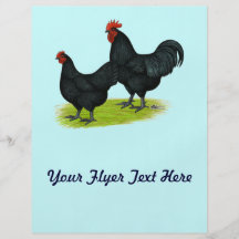 Australorp Black Chickens Flyer Design