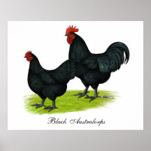 Australorp Black Chickens Print