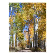 Autumn Aspens on Pinyon Mesa Postcards