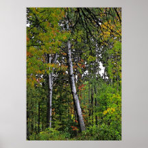 Autumn Aspens Posters