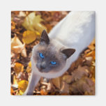 Autumn Cat Fridge Magnet