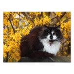 Autumn cat photographic print